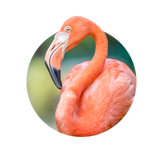 pink flamingo in a circled logo