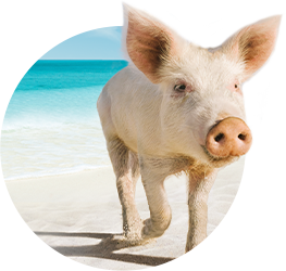 pig on the beach sands