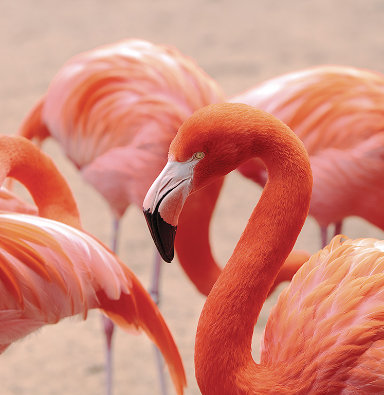 bmot itineraries spot a flamingo