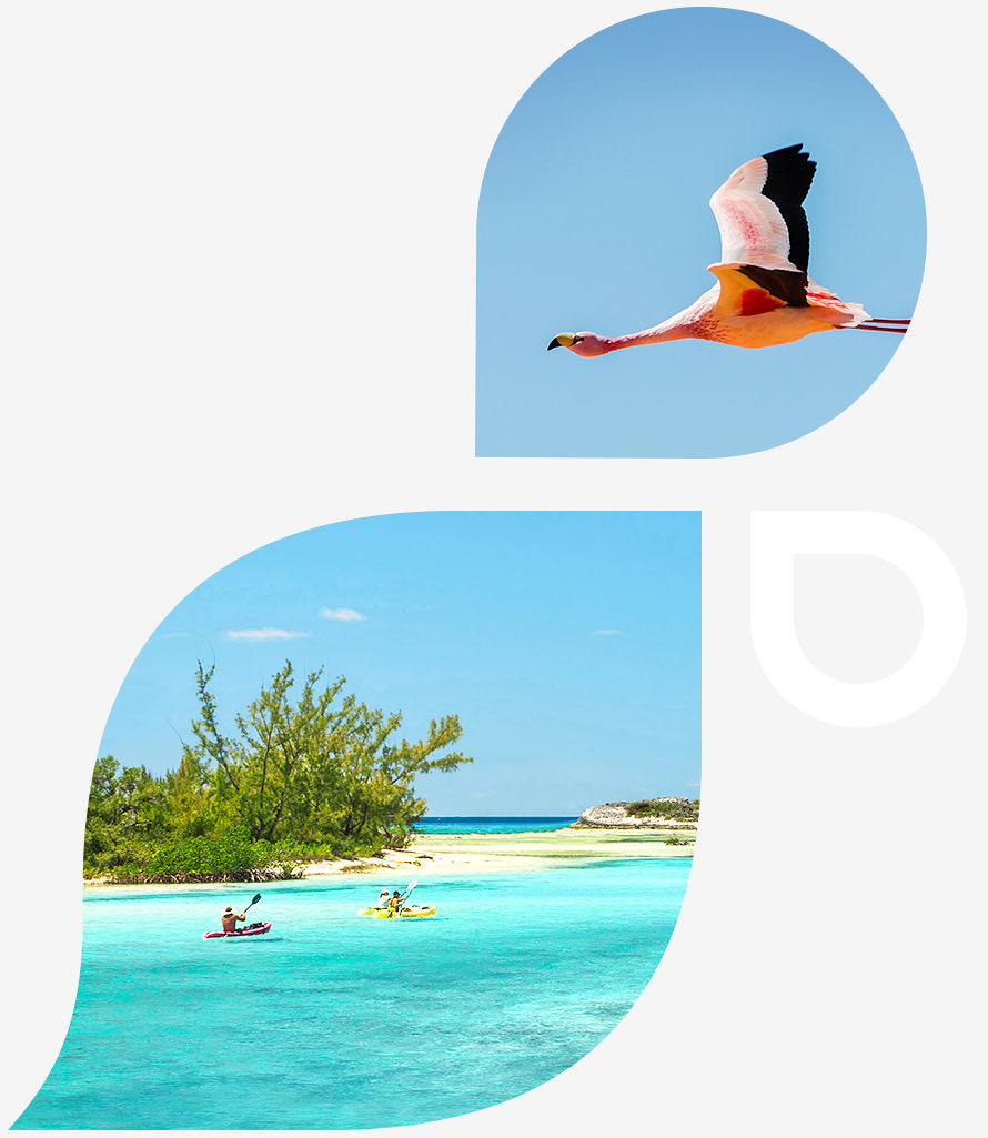 Flying flamingo and two people kayaking in Mayaguana