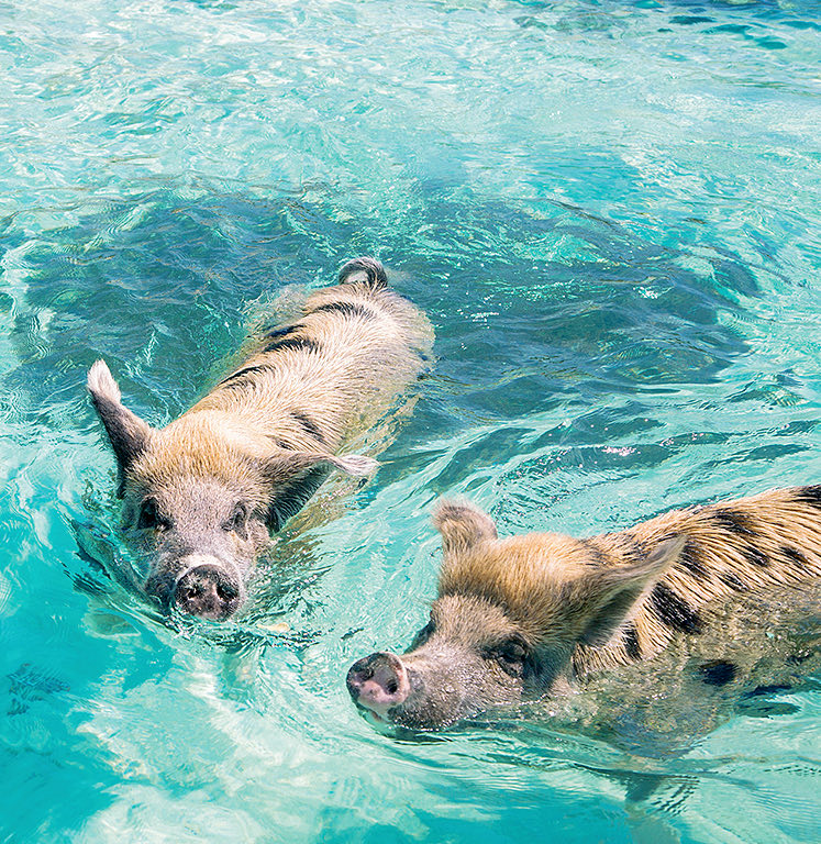 swimming with the pigs excursion