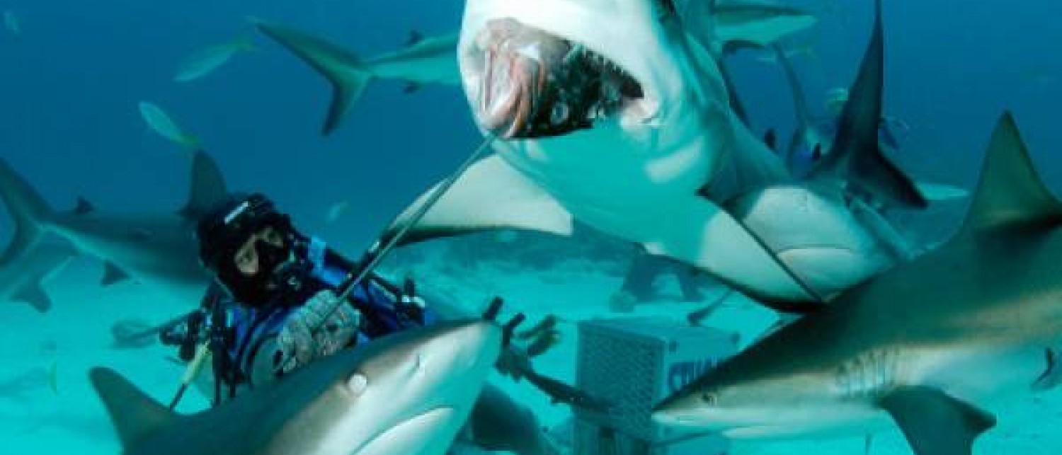 Land Shark Divers Explore The Bahamas The Official site of The Bahamas