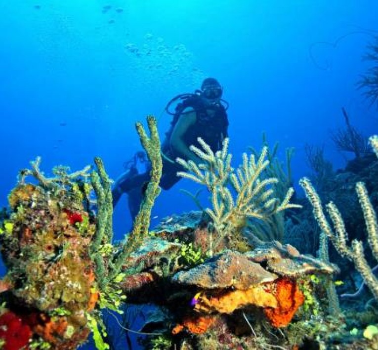 Scuba Diver Exploring the Coral Reef 