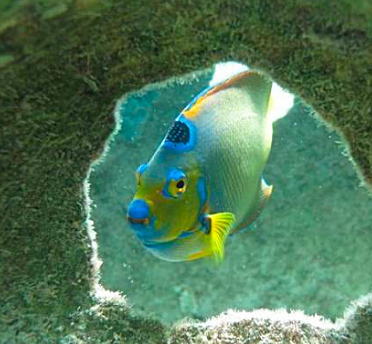 Yellow and blue fish peeping through a coral hole