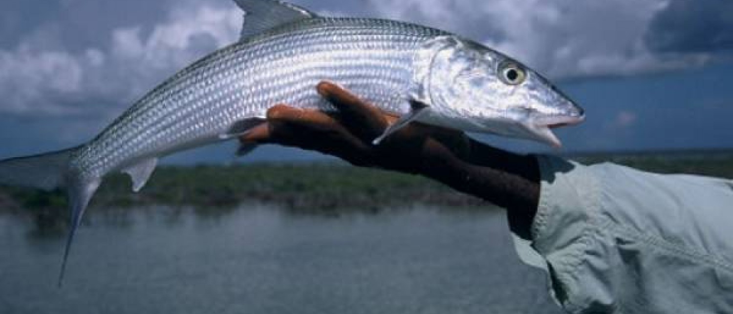 Grand Bahama Bonefishing Explore The Bahamas The Official site