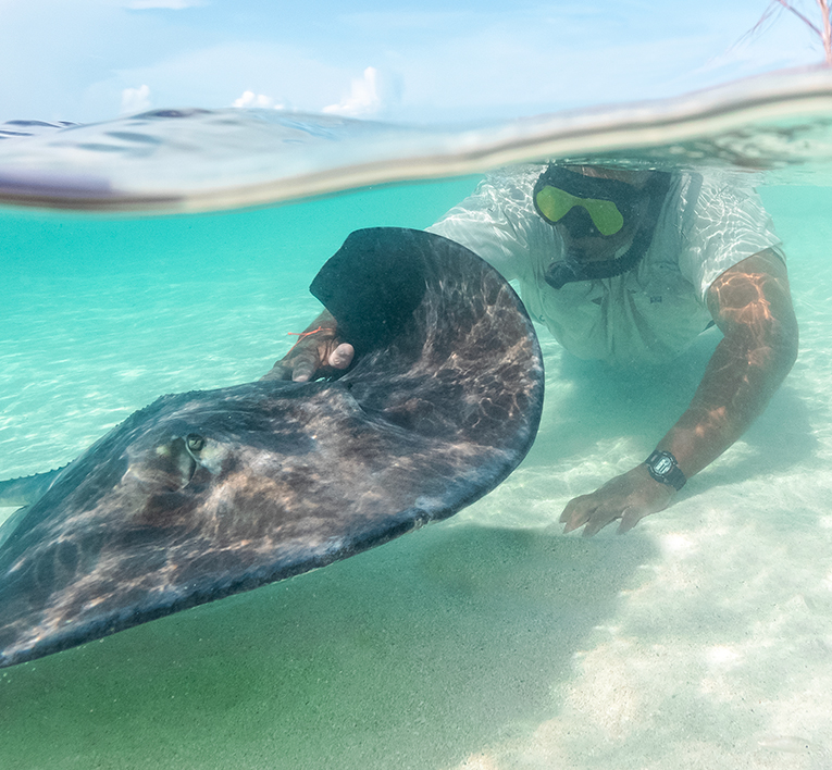 Man swimming with stingray
