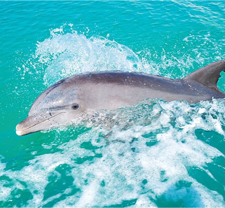 Dolphin Porpoising in Turquoise Water 
