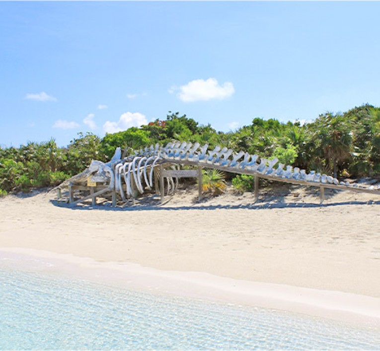 Replica of Dinosaur skeleton on the Sand at the Beach 