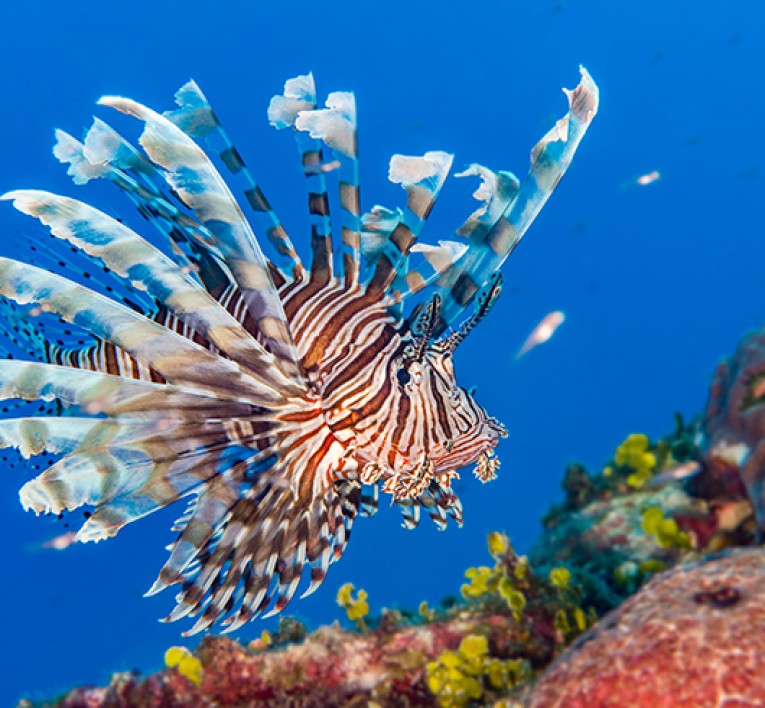 natural wonder stuart coves dive bahamas