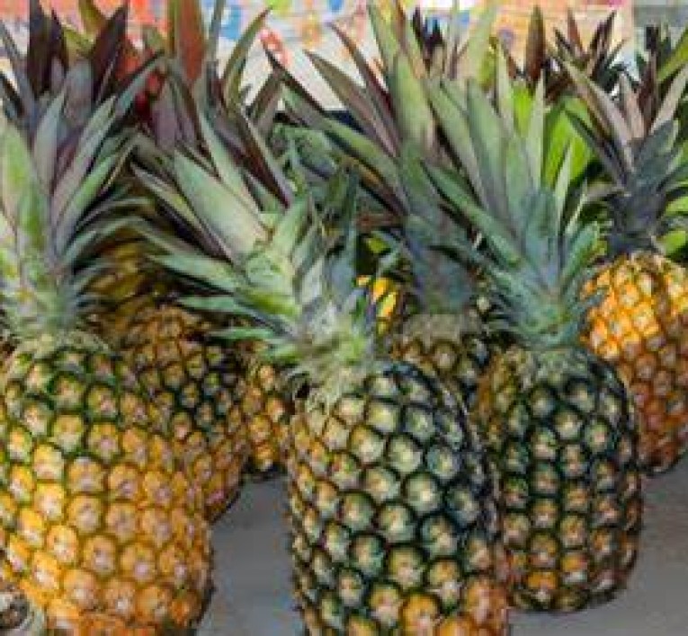 Pineapple Festival The Official Website of The Bahamas