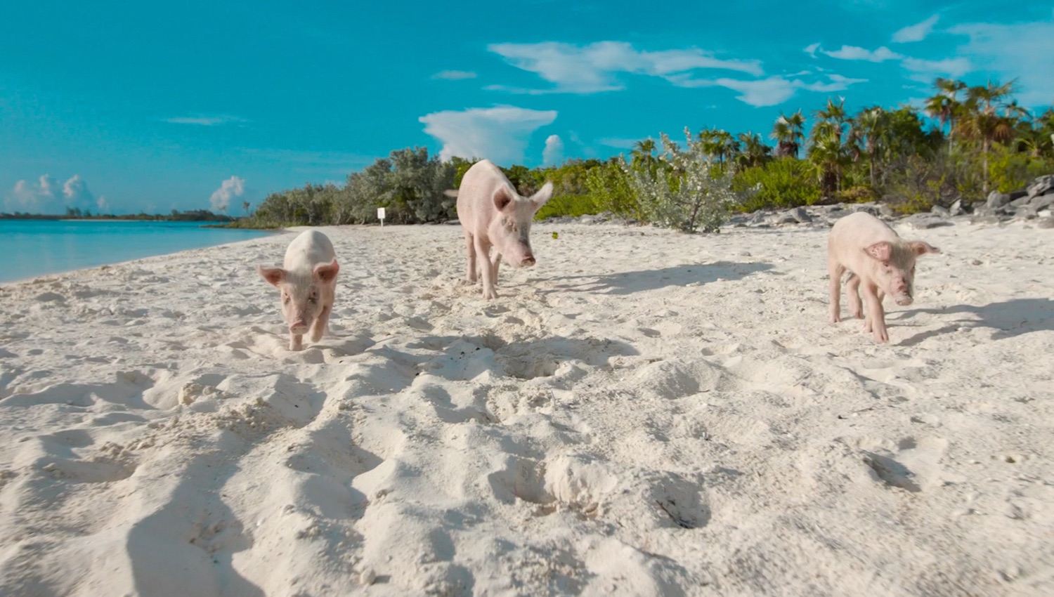 One big pig and two piglets walking on the beach.